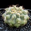 Copiapoa_hornilloensis